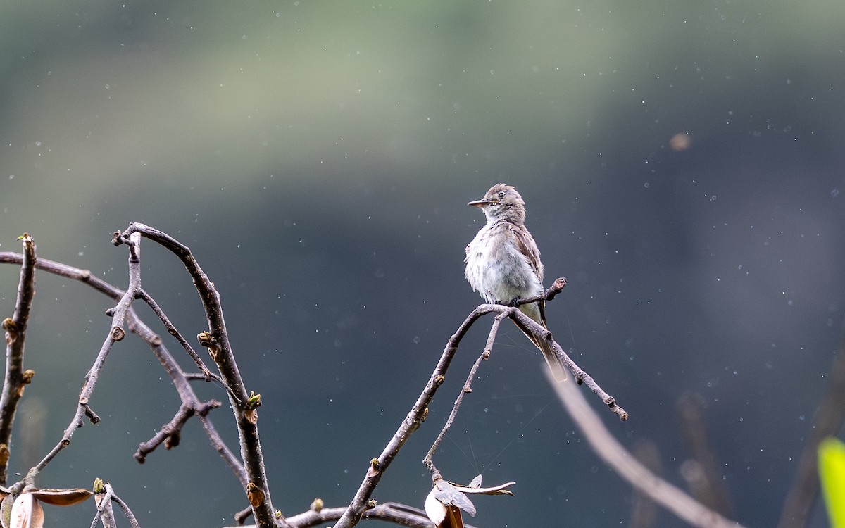 Olive-sided Flycatcher - ML645783708