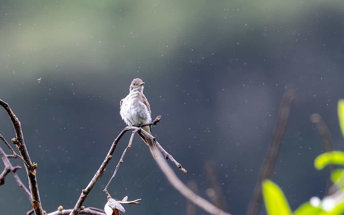 Olive-sided Flycatcher - ML645783709