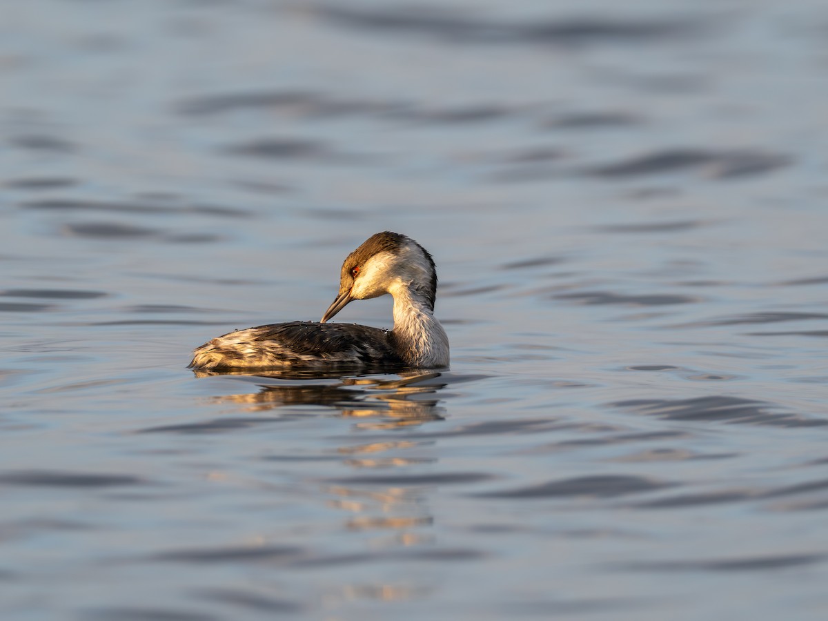Horned Grebe - ML645783718