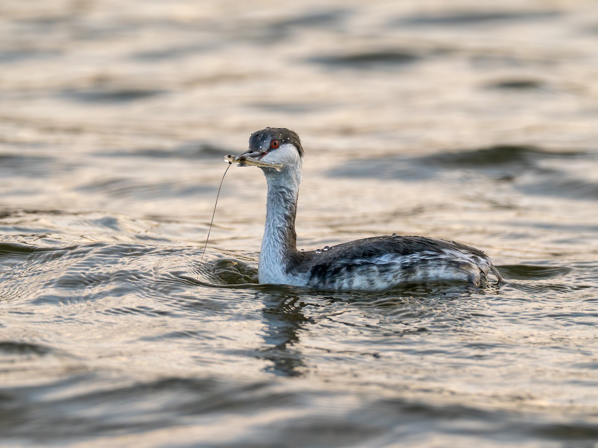 Horned Grebe - ML645783719