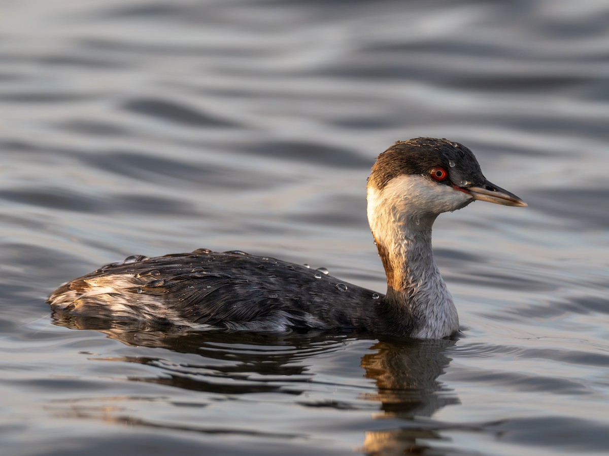 Horned Grebe - ML645783720