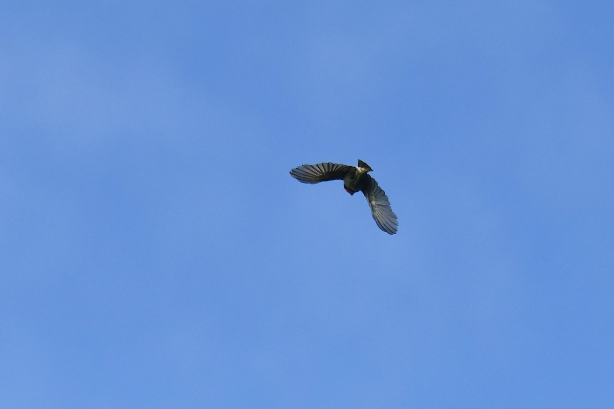 Лібія чорношия - ML645783735