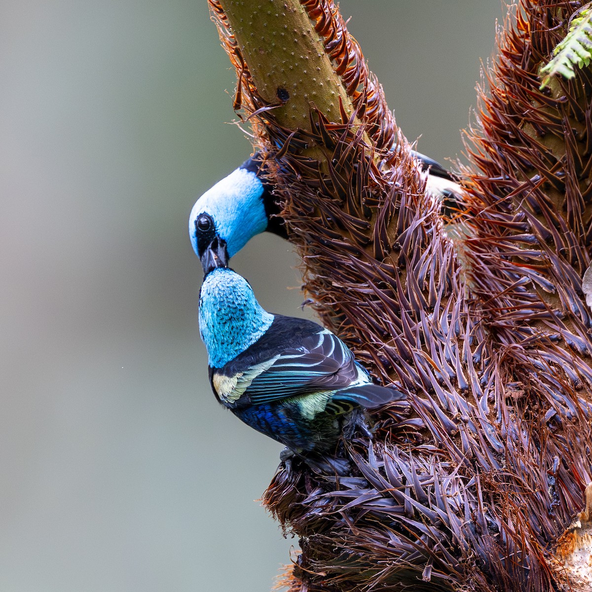 Blue-necked Tanager - ML645783743