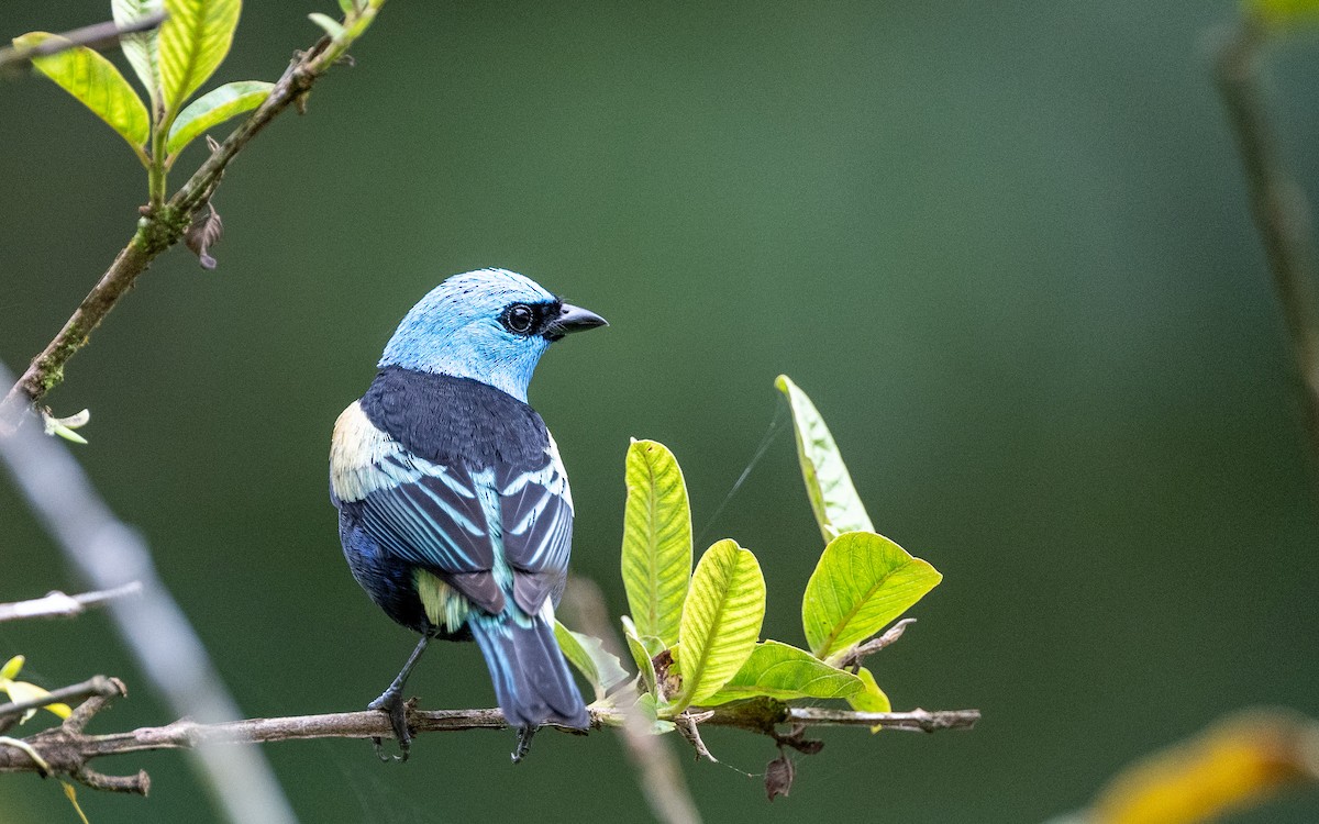 Blue-necked Tanager - ML645783744