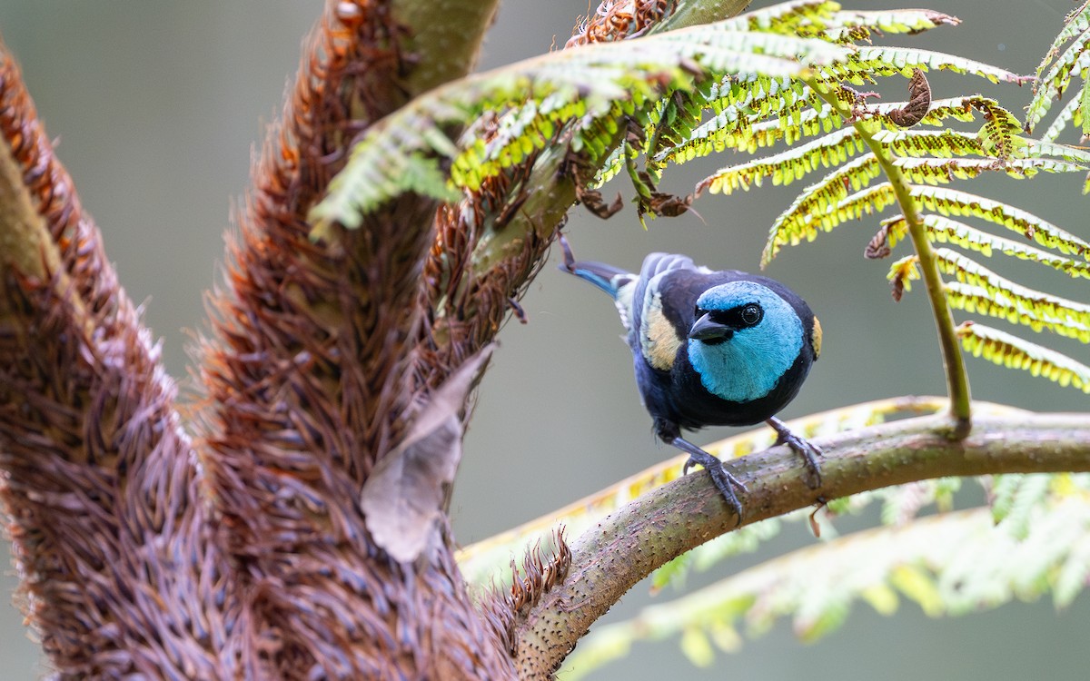 Blue-necked Tanager - ML645783745