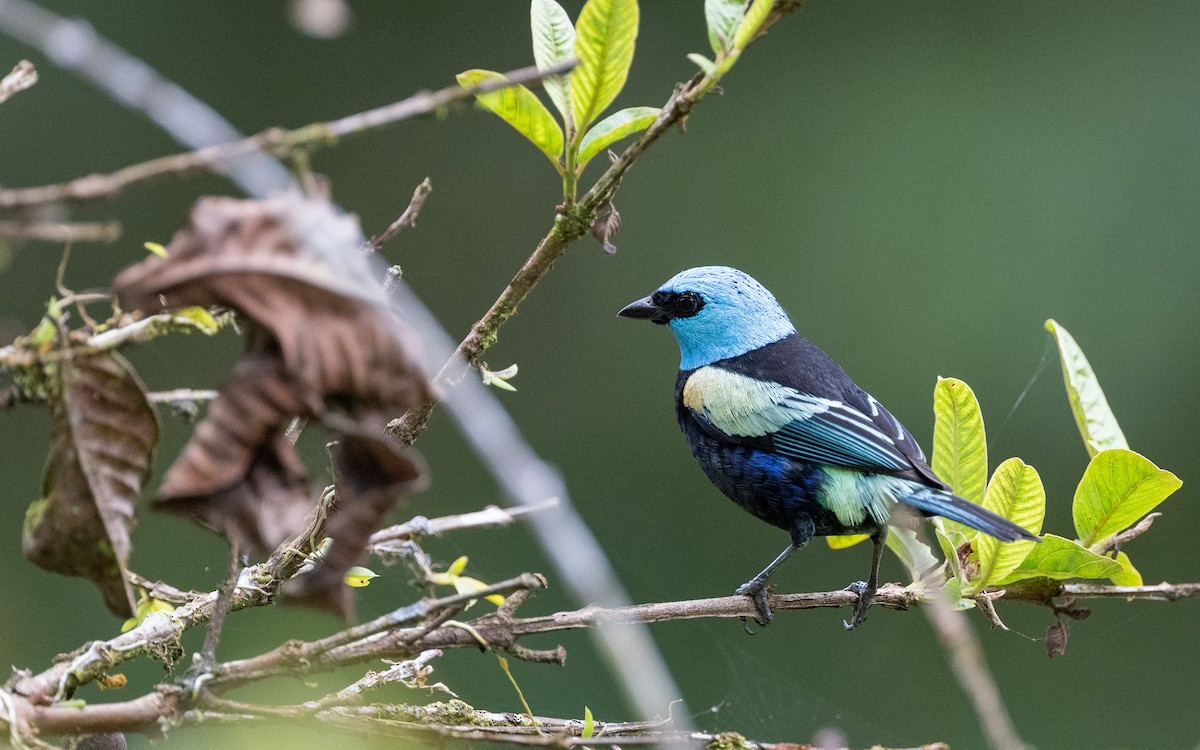 Blue-necked Tanager - ML645783746