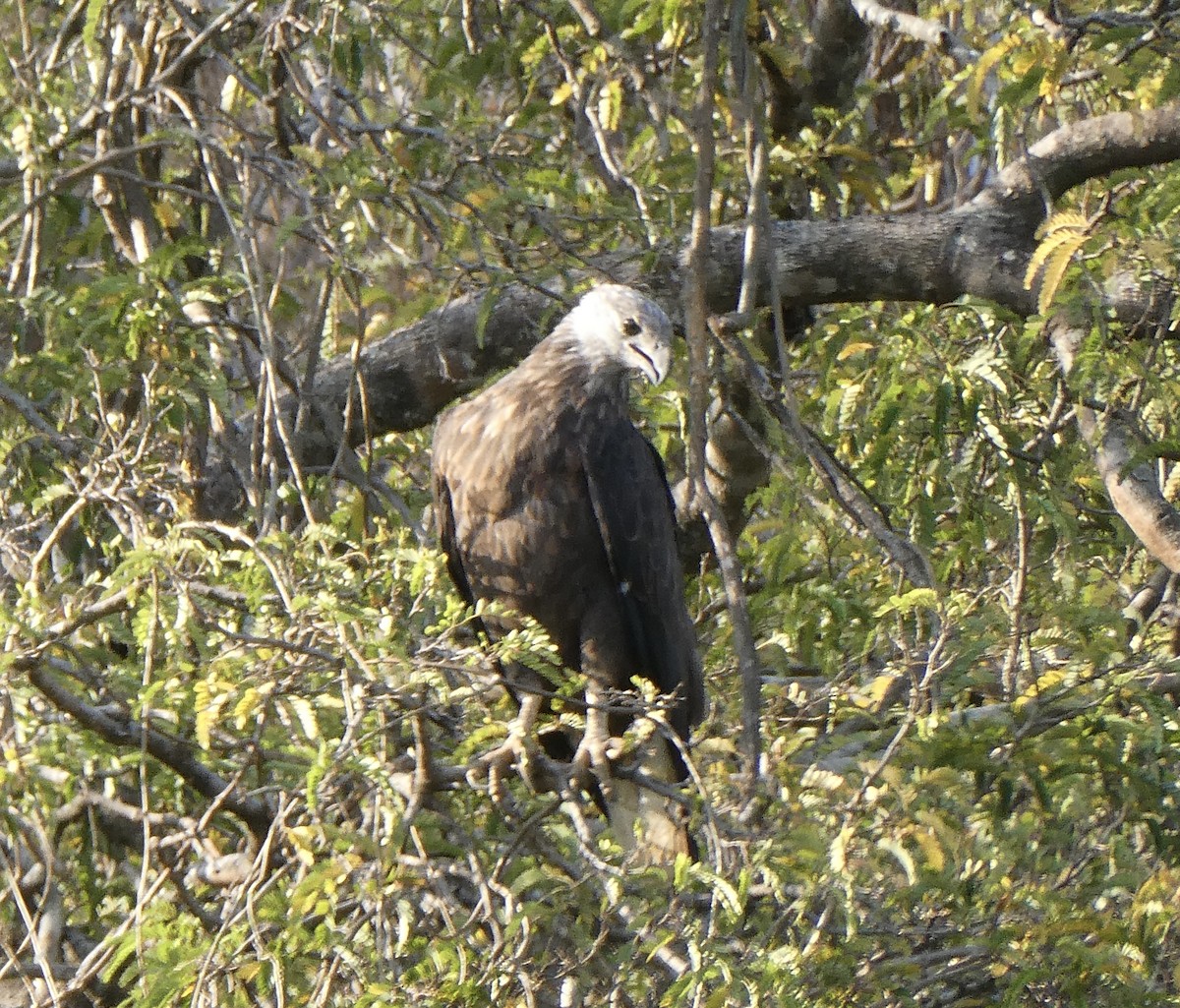 Madagascar Fish-Eagle - ML645783754