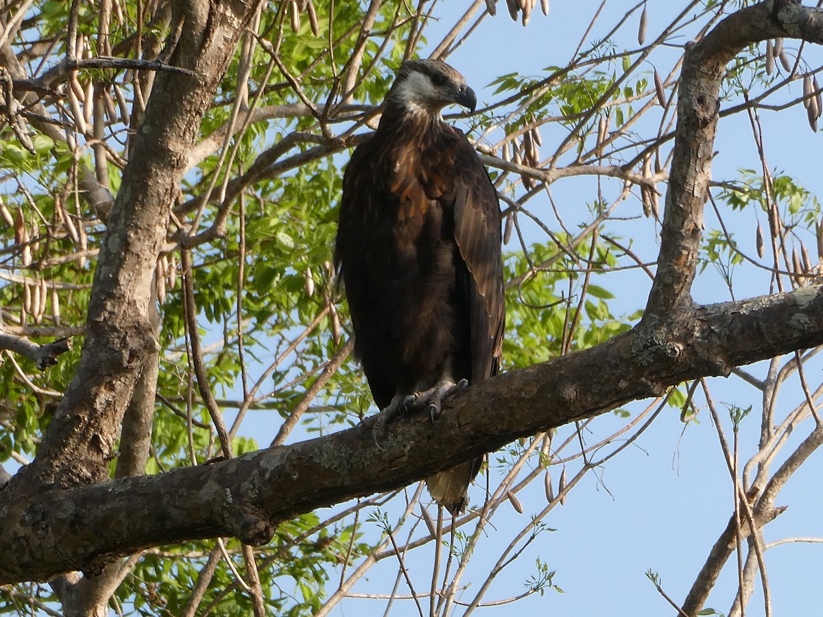 Madagascar Fish-Eagle - ML645783755