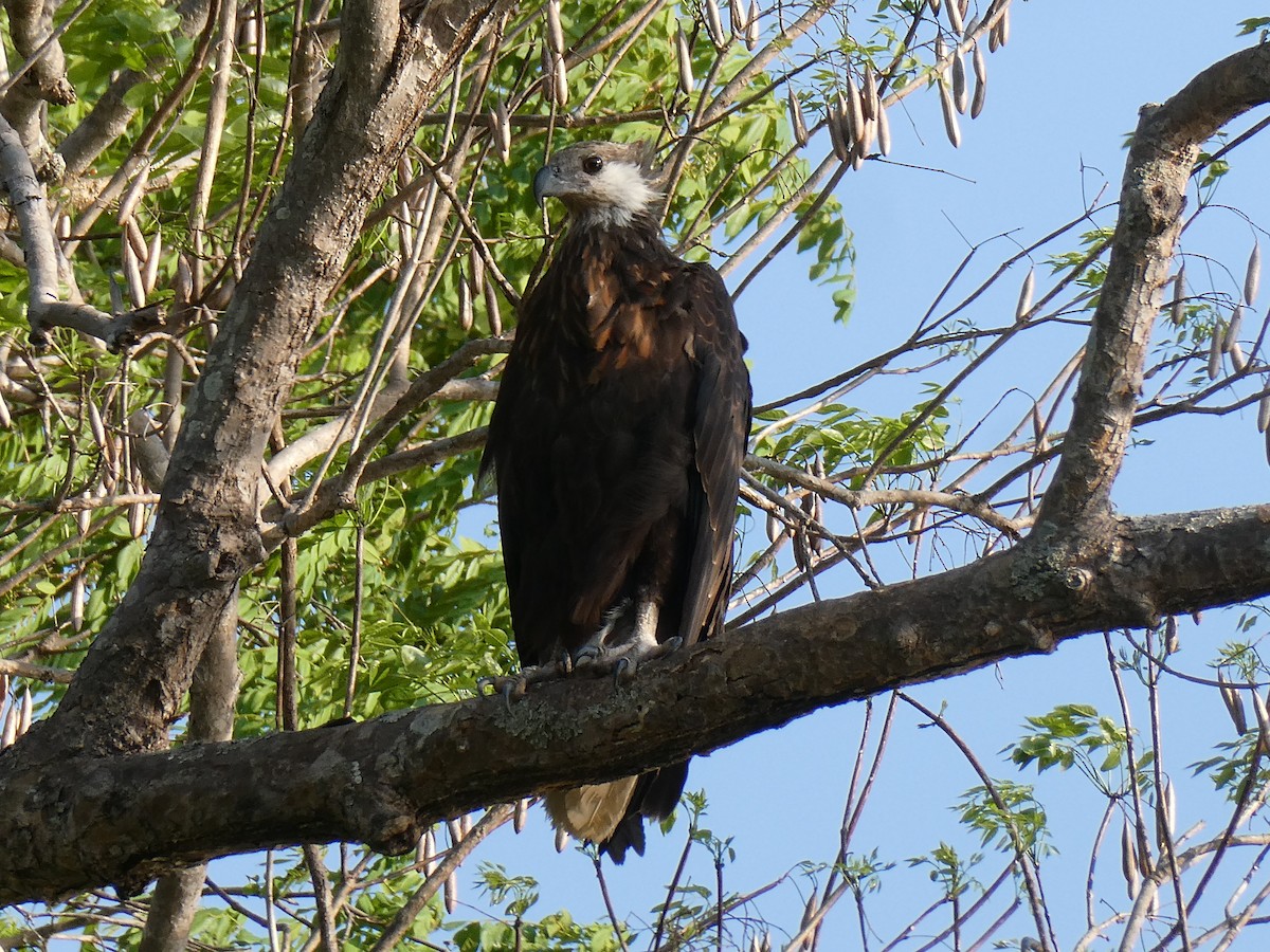 Madagascar Fish-Eagle - ML645783759