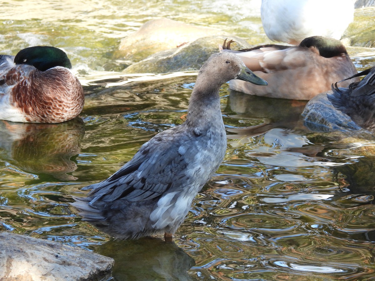 Mallard - ML645783801