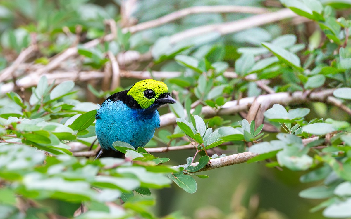 Siebenfarbentangare - ML645783806