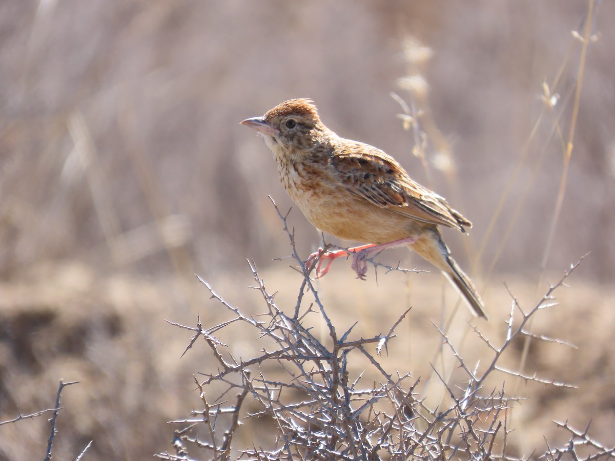 Ostklapperlerche - ML645783812