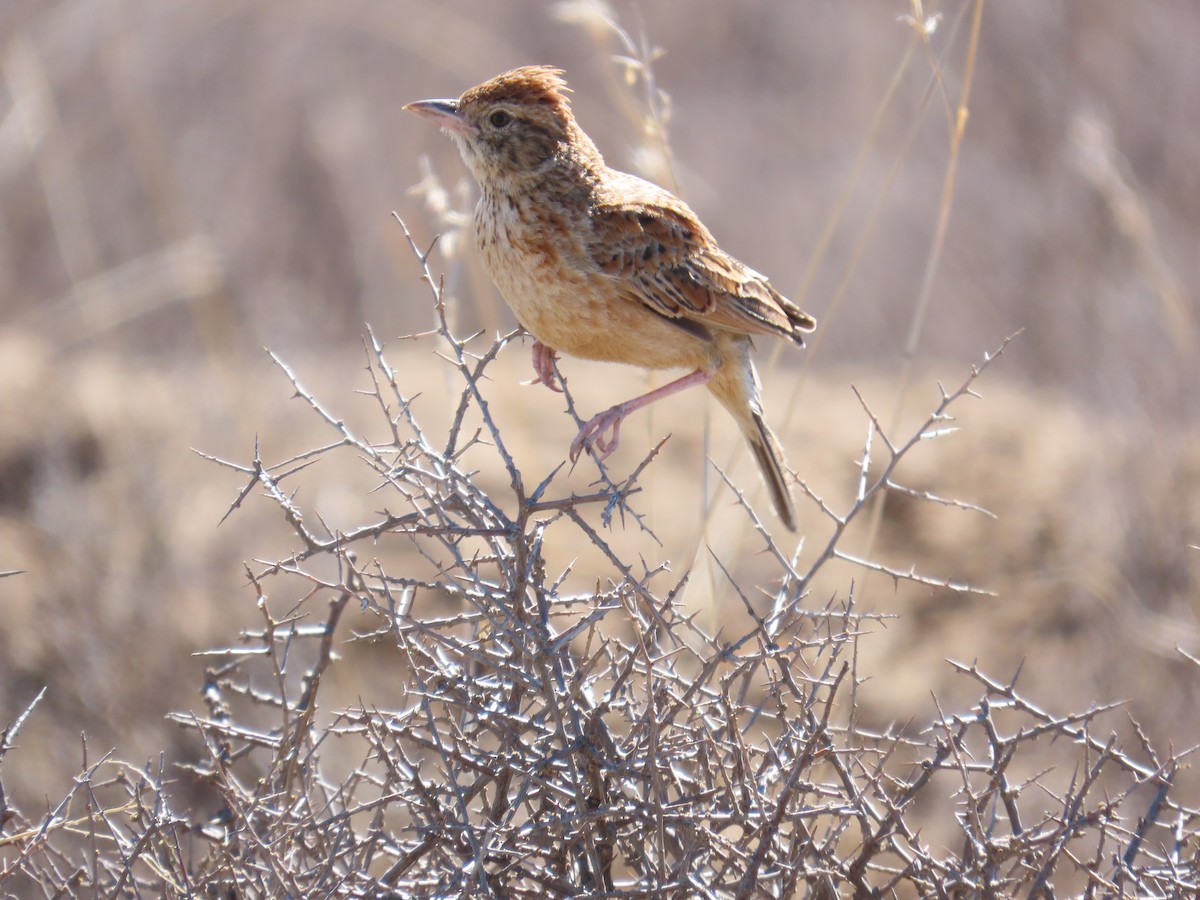 Ostklapperlerche - ML645783813