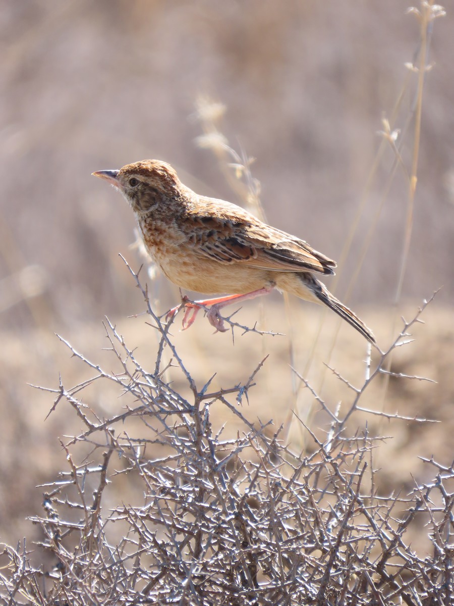 Ostklapperlerche - ML645783814