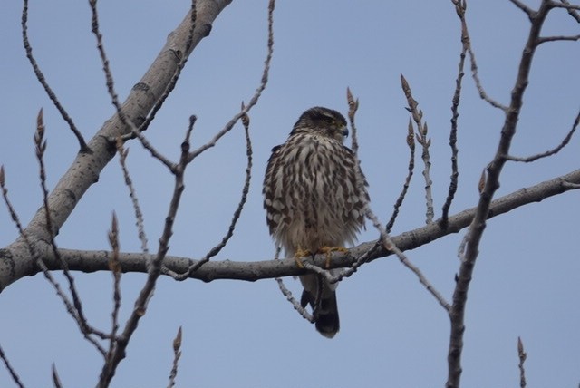 Merlin - ML645783836