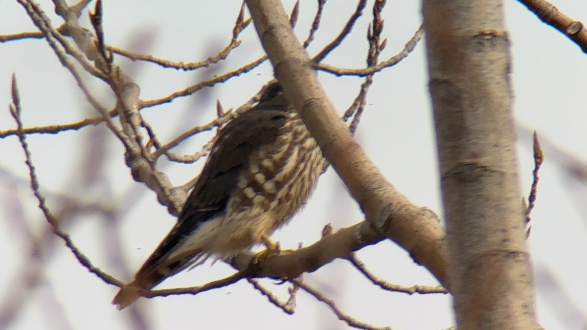 Merlin - ML645783837