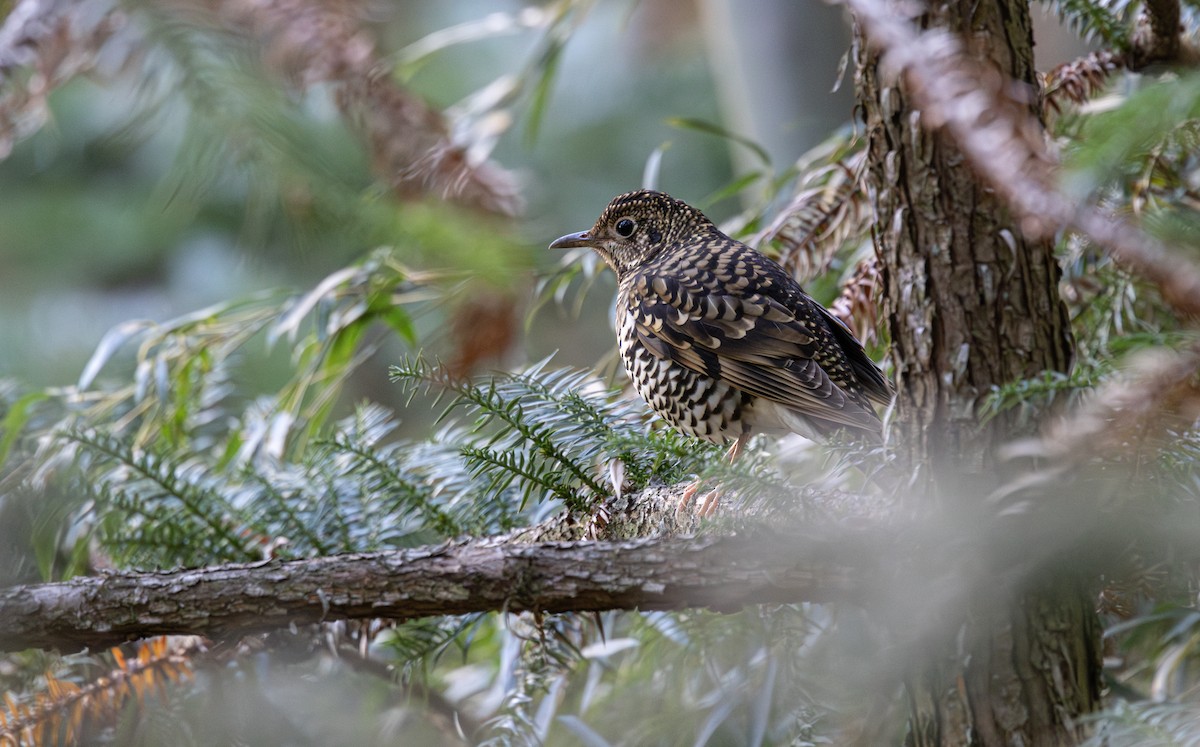 White's Thrush - ML645783848