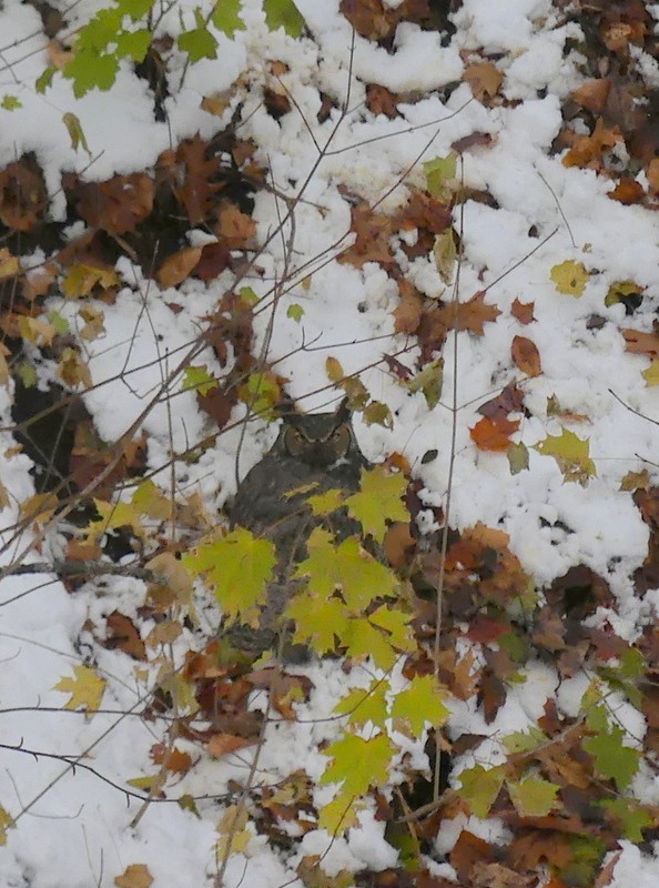 Great Horned Owl - ML645783850