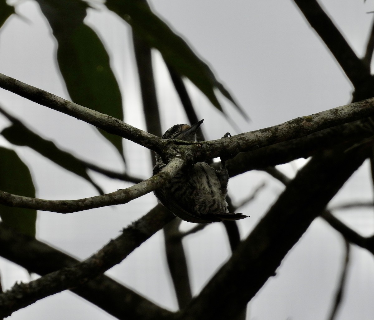 Carpinterito Variable - ML645783876