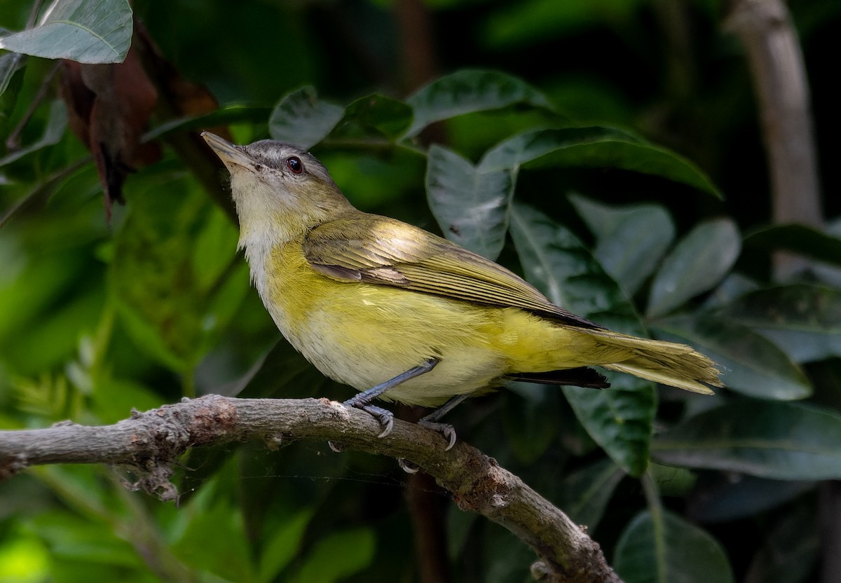 Yellow-green Vireo - ML645783880