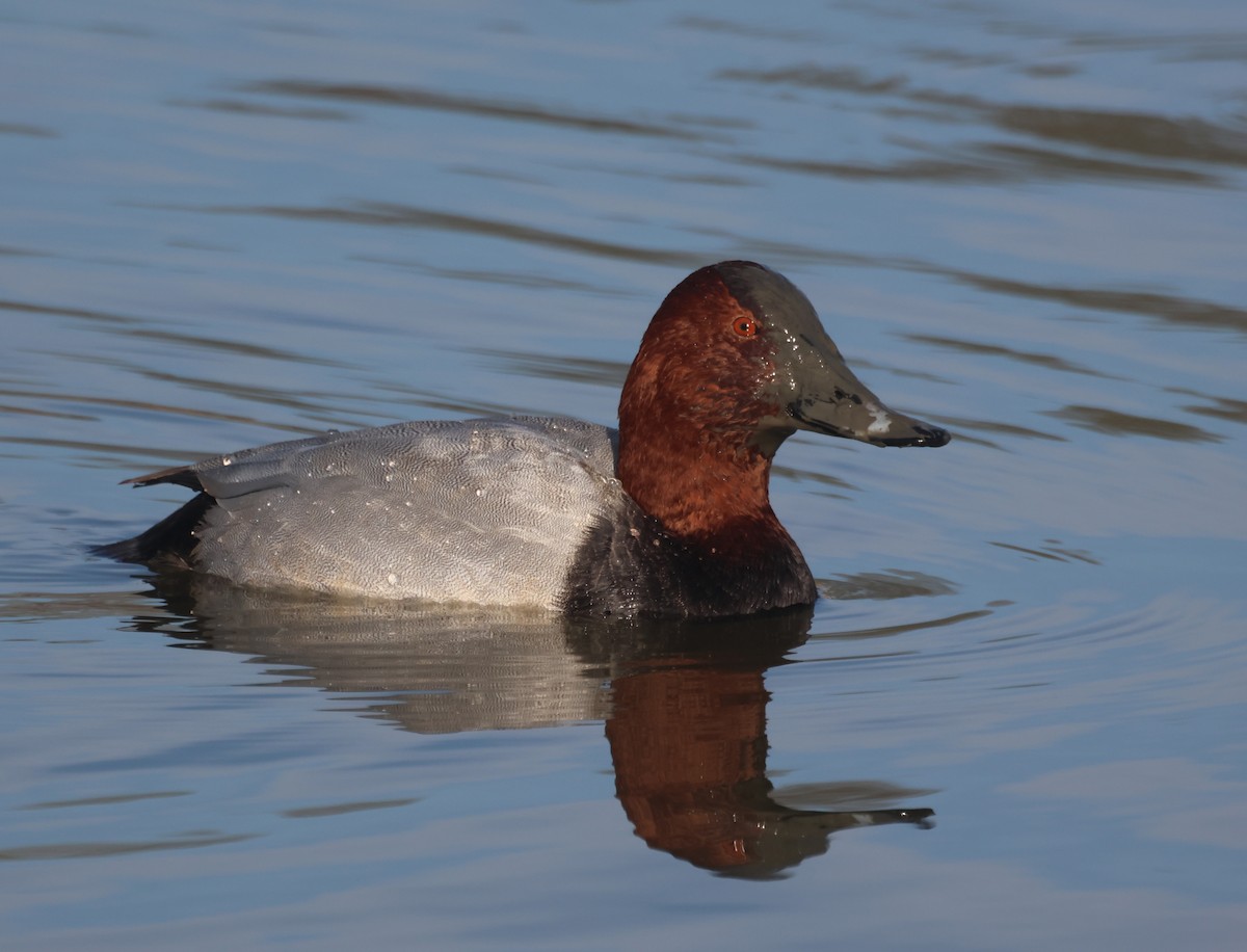 紅頭潛鴨 - ML645783882