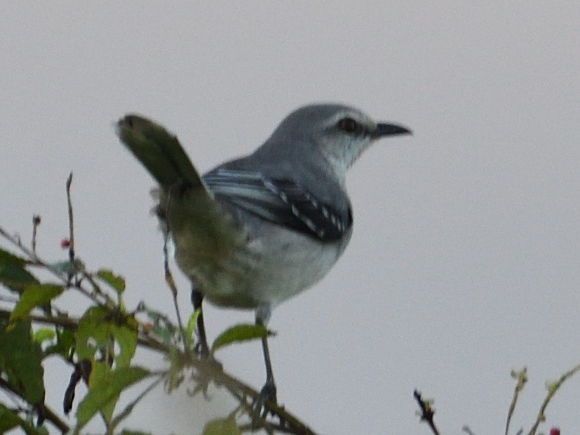 Tropical Mockingbird - ML645783884
