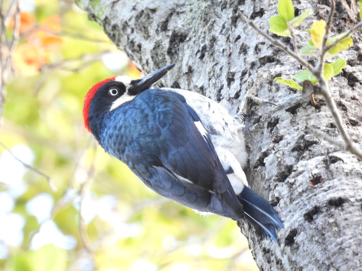 Acorn Woodpecker - ML645783904