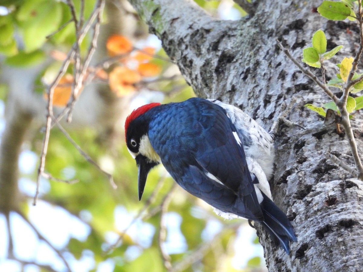 Acorn Woodpecker - ML645783905