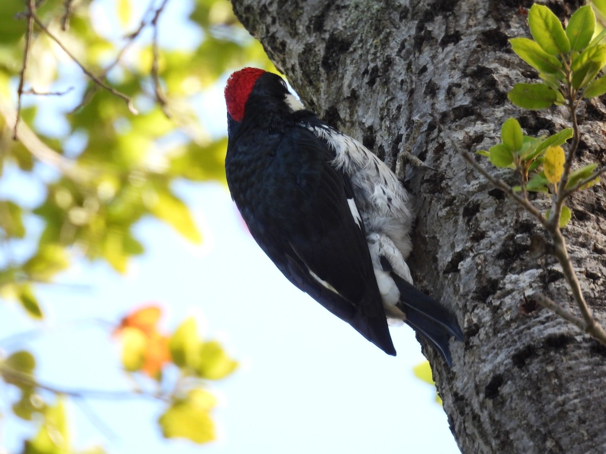 Acorn Woodpecker - ML645783906
