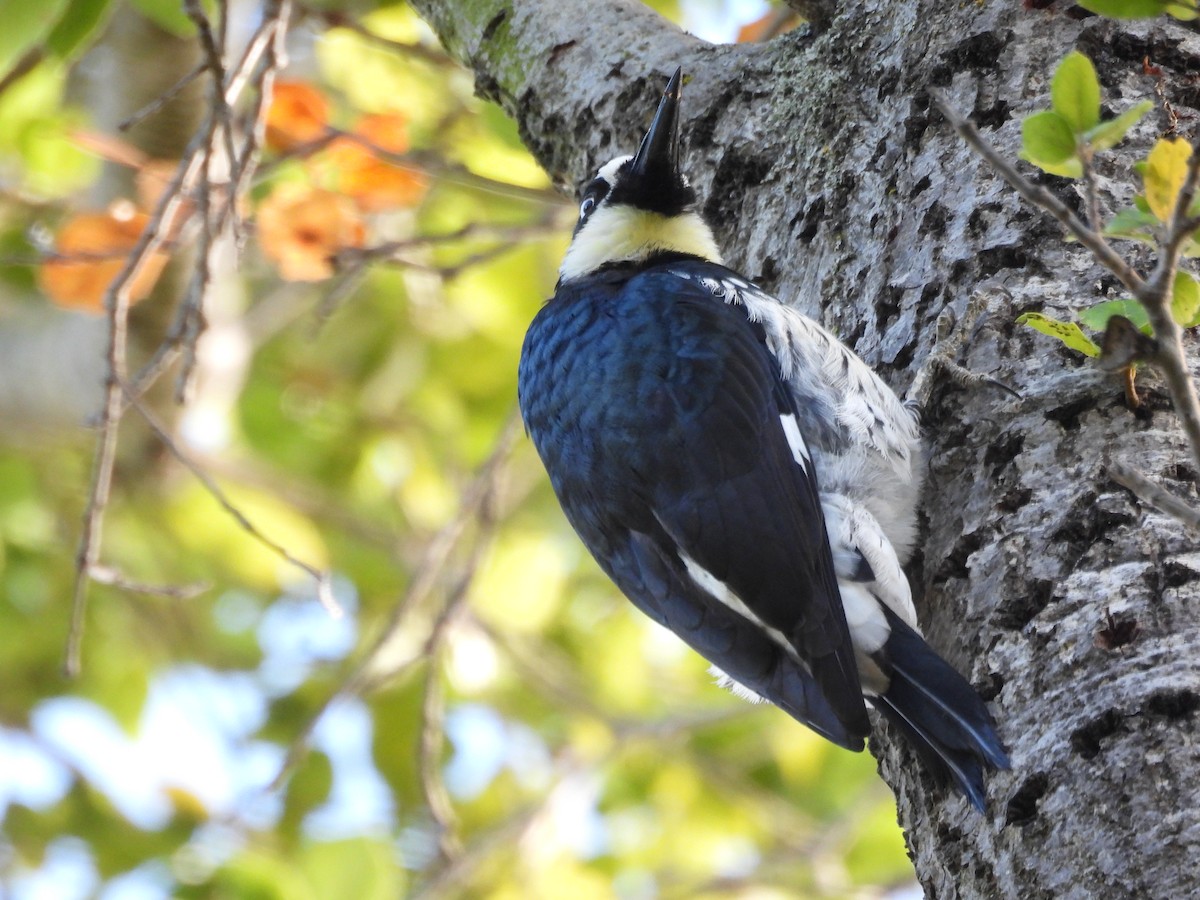 Acorn Woodpecker - ML645783907