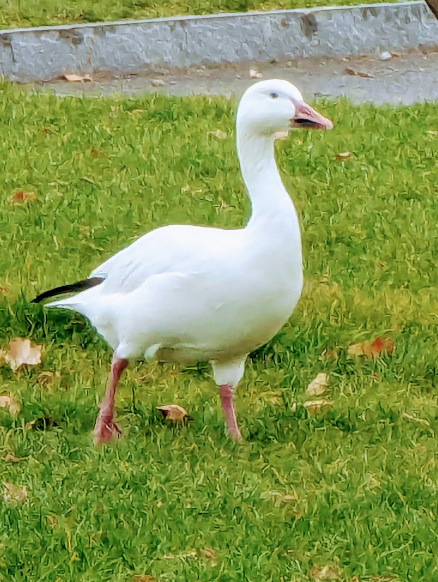 Snow Goose - ML645783919