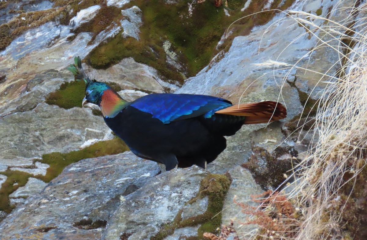 Himalayan Monal - ML645783922