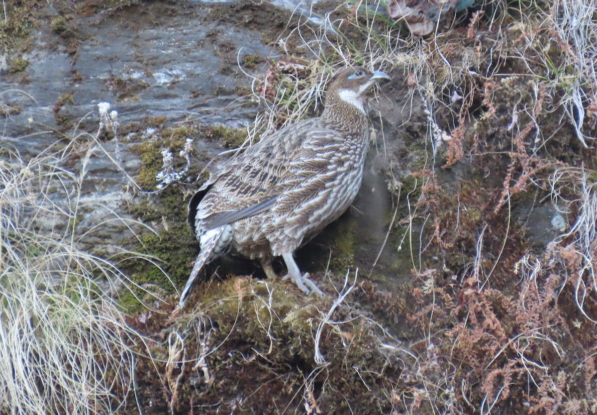 Himalayan Monal - ML645783923