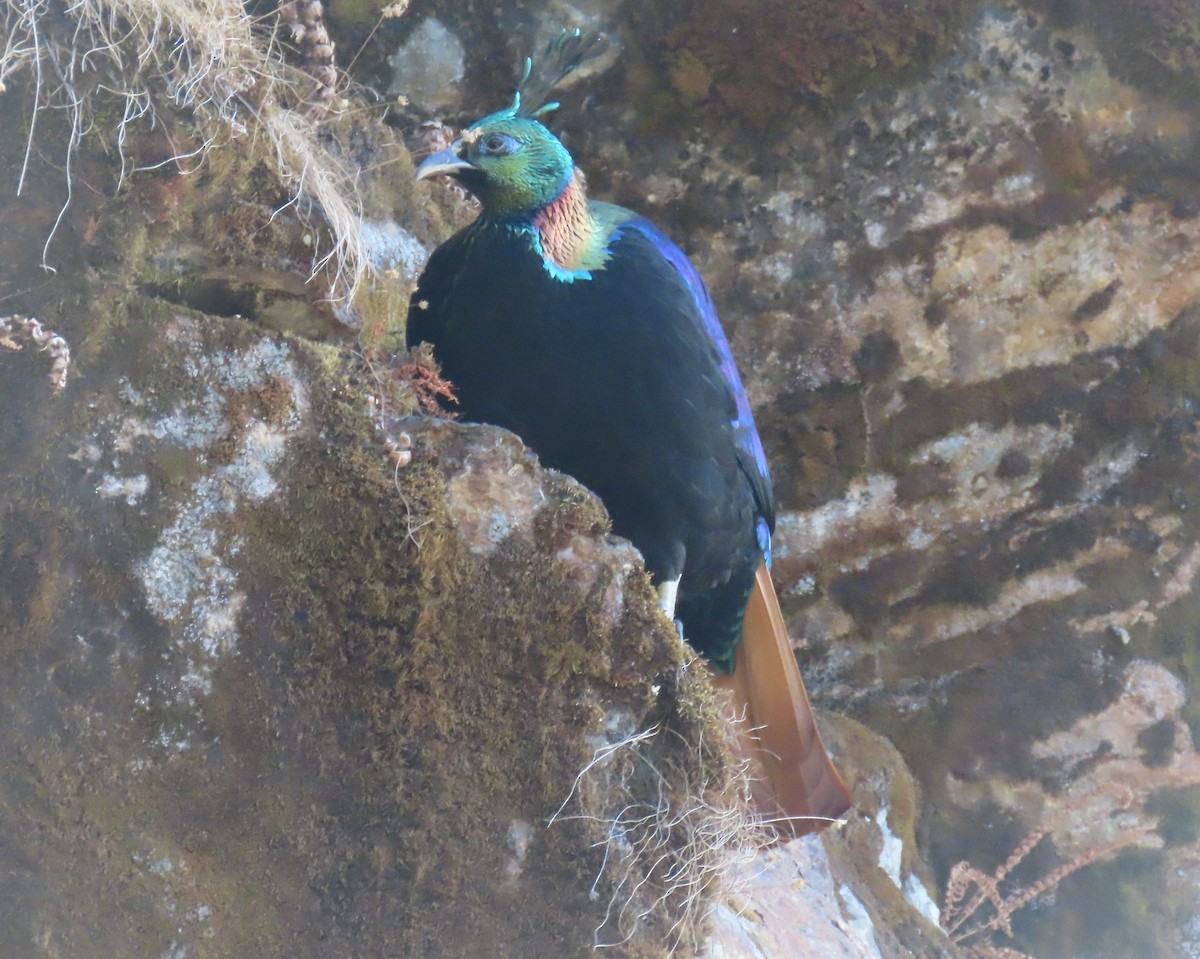 Himalayan Monal - ML645783924