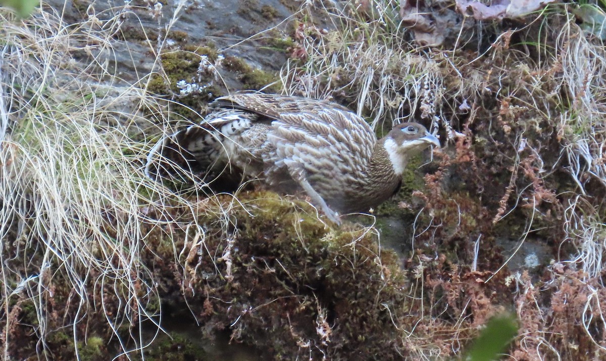 Himalayan Monal - ML645783925