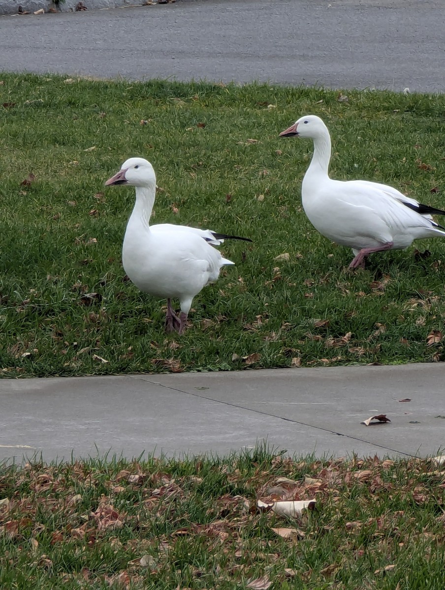 Snow Goose - ML645783931