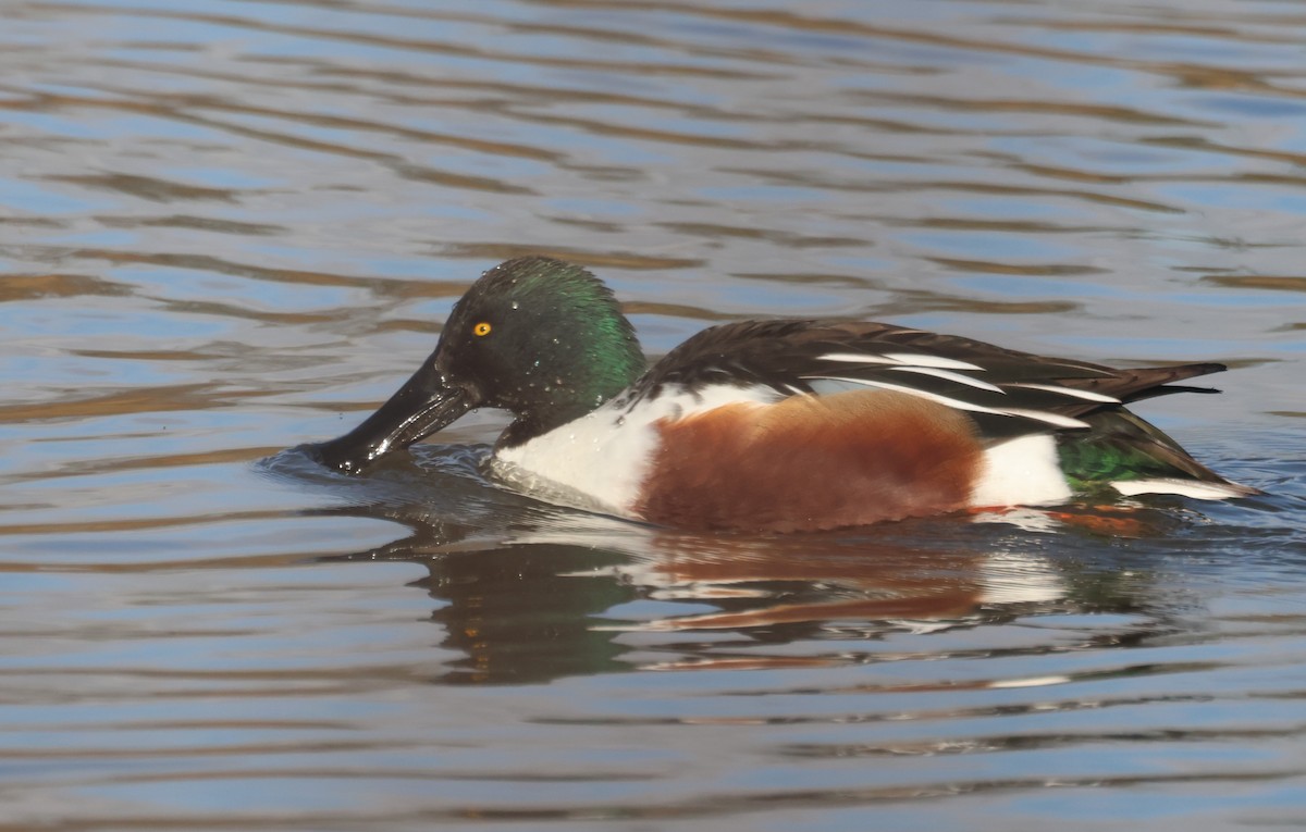 琵嘴鴨 - ML645783934