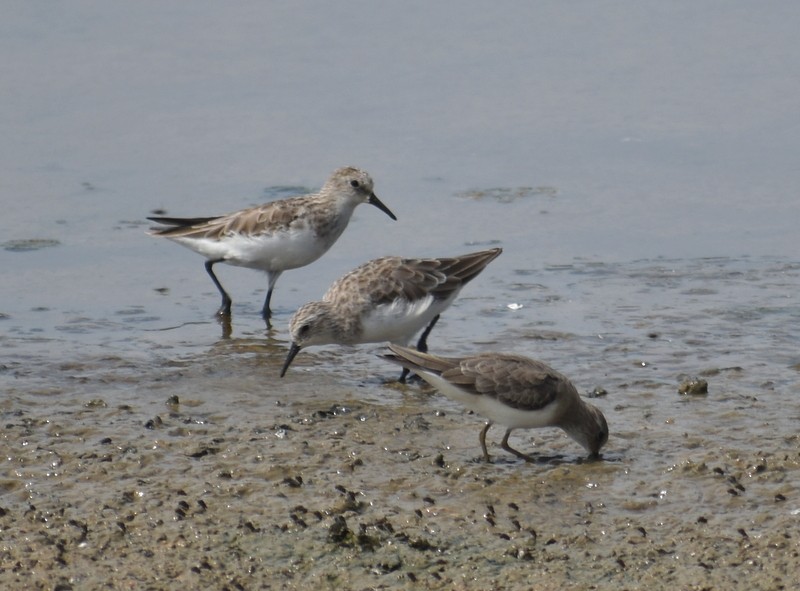 Little Stint - ML645783935