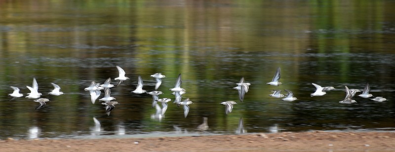 Little Stint - ML645783936