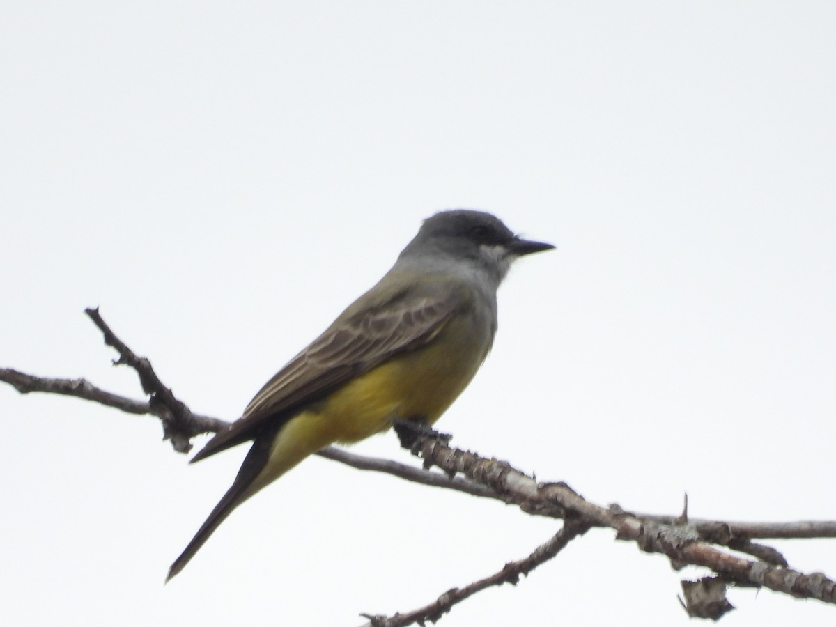 Cassin's Kingbird - ML645783937