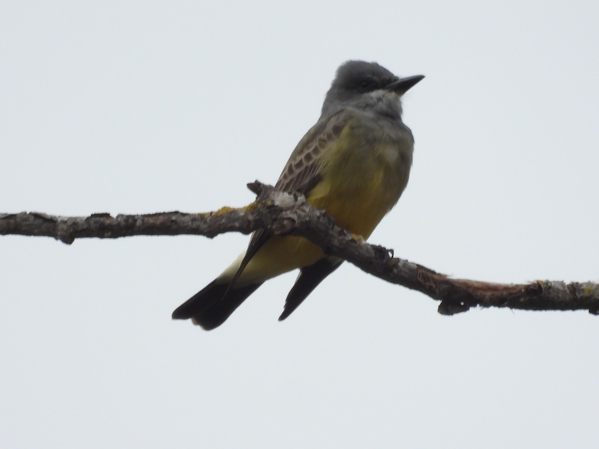 Cassin's Kingbird - ML645783938