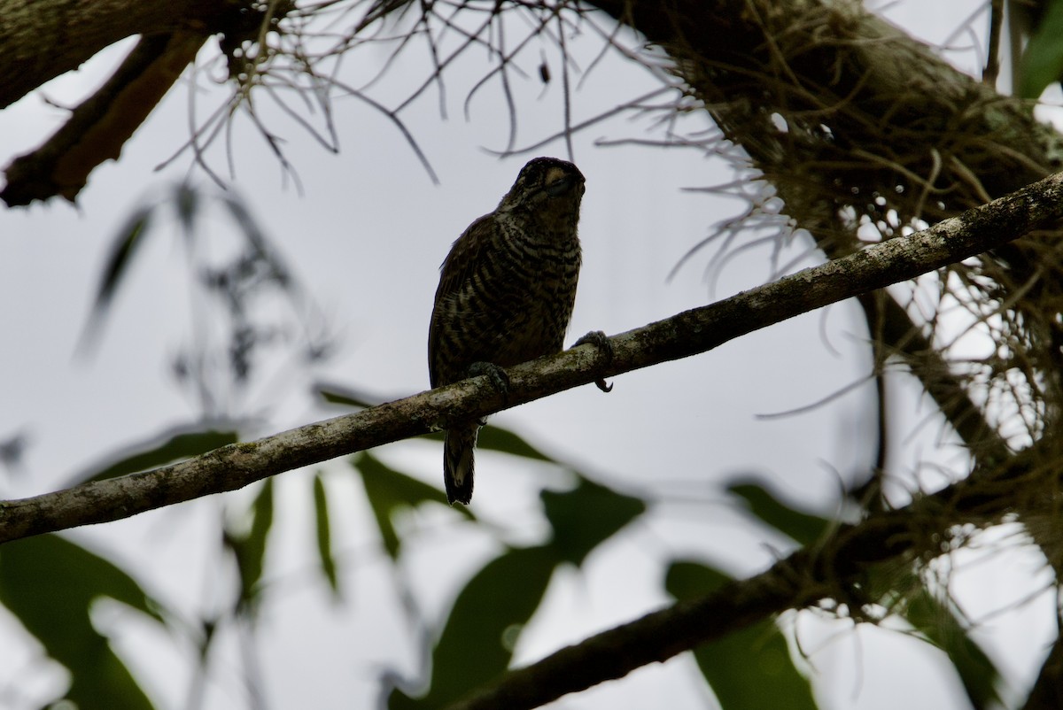 Carpinterito Variable - ML645783939