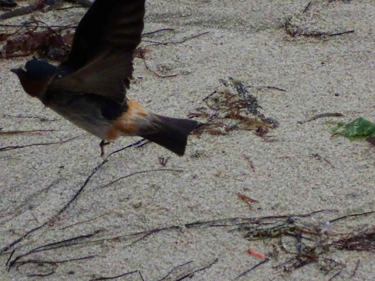 Cliff Swallow - ML645783940