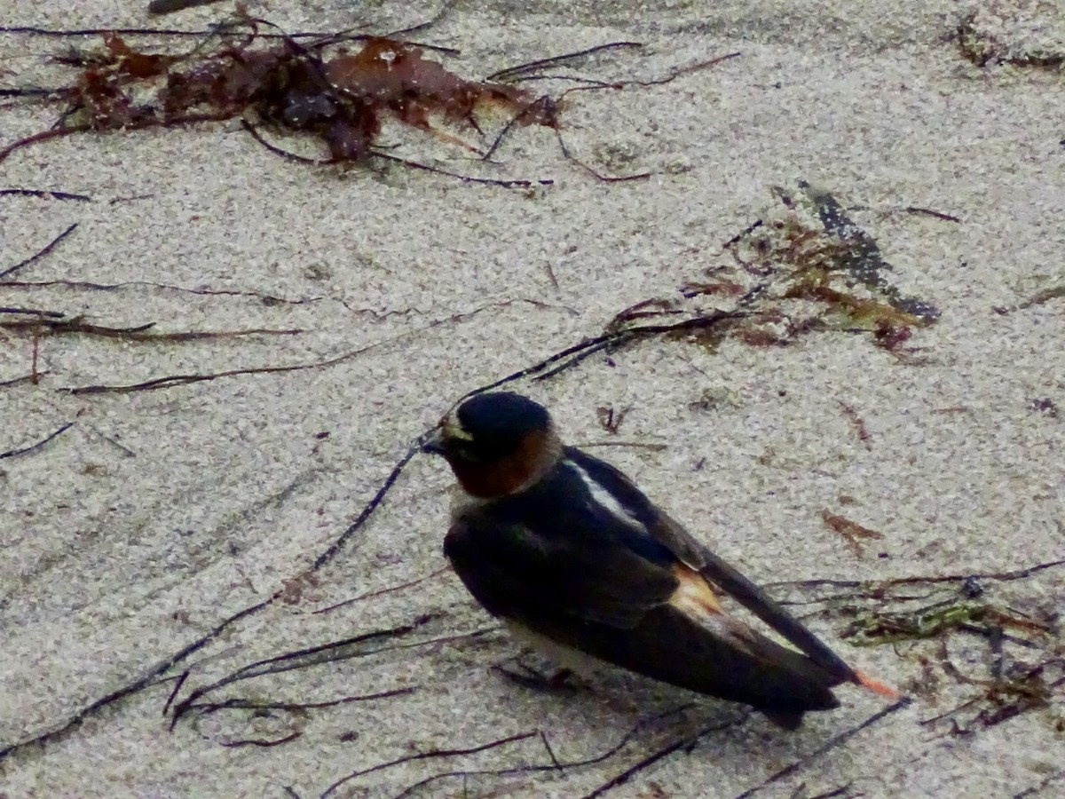 Cliff Swallow - ML645783941