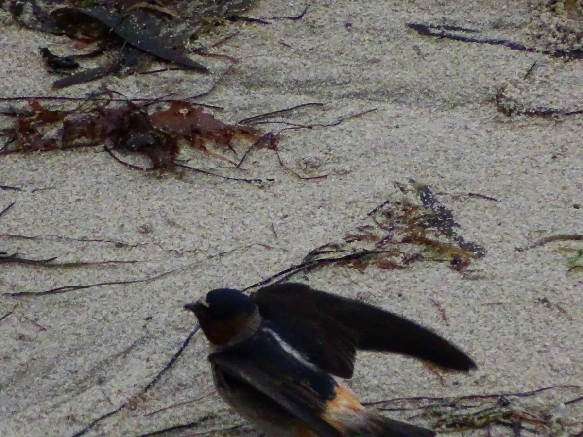 Cliff Swallow - ML645783942