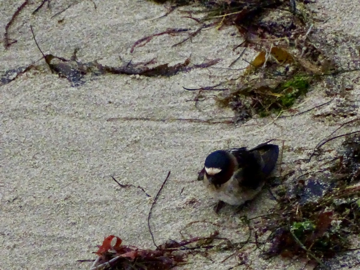 Cliff Swallow - ML645783943