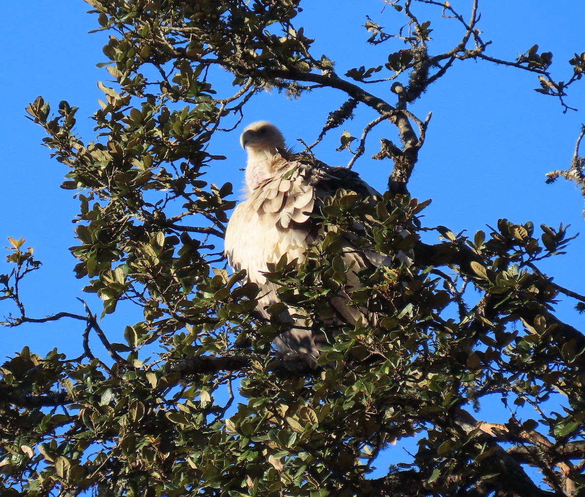 Schneegeier - ML645783946