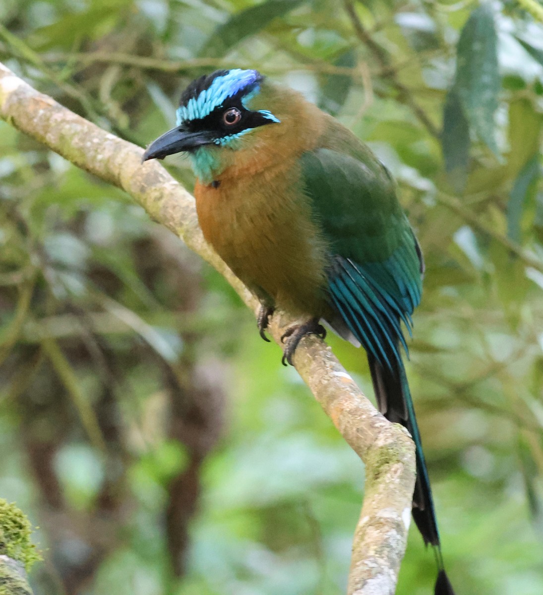 Lesson Motmotu - ML645783947