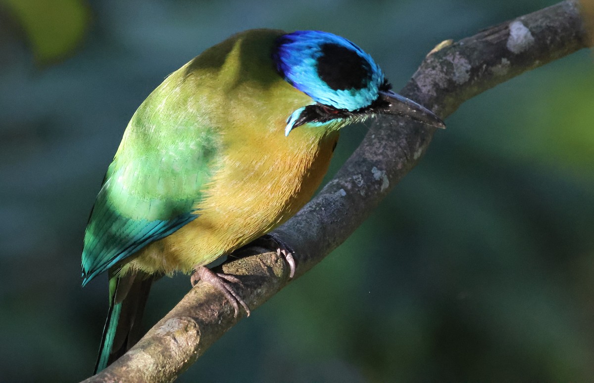 Lesson Motmotu - ML645783948