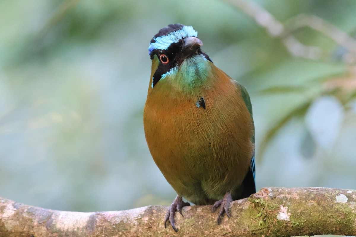 Lesson Motmotu - ML645783949